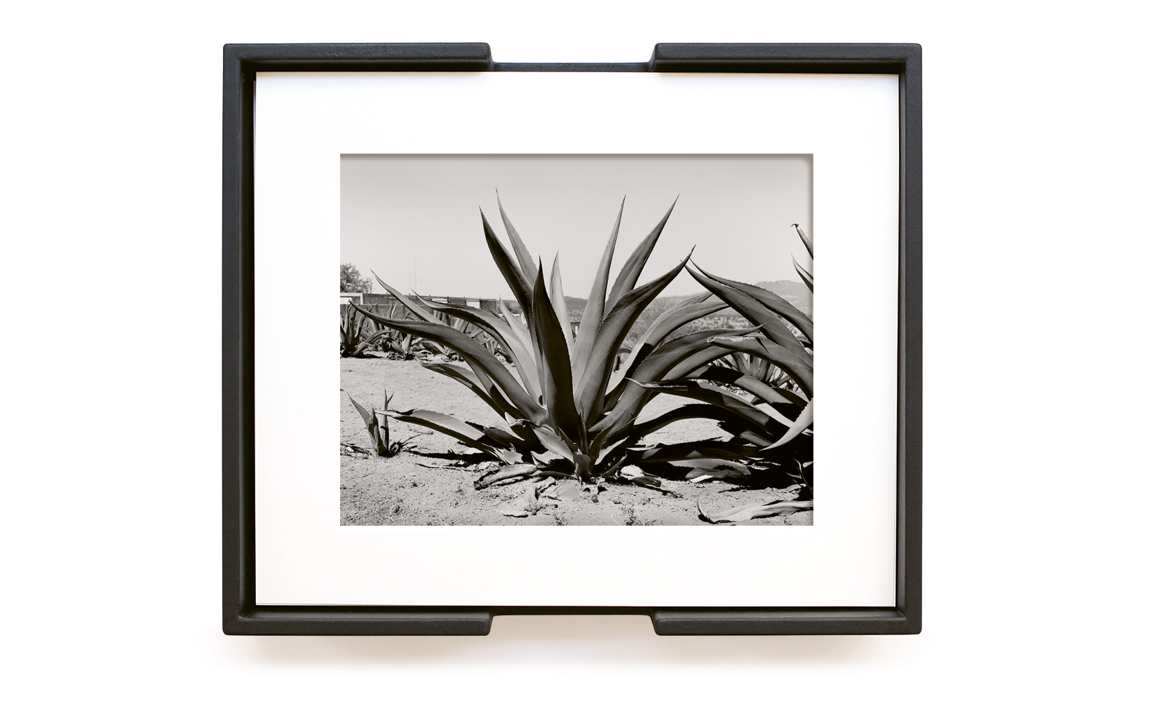 MAGUEY-TOLUCA-STUDIO-OLIVIER-ANDREOTTI-01.jpg