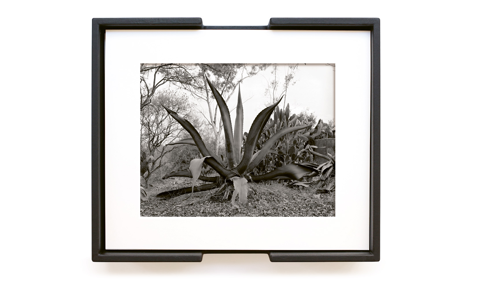 MAGUEY-TOLUCA-STUDIO-OLIVIER-ANDREOTTI-03.jpg