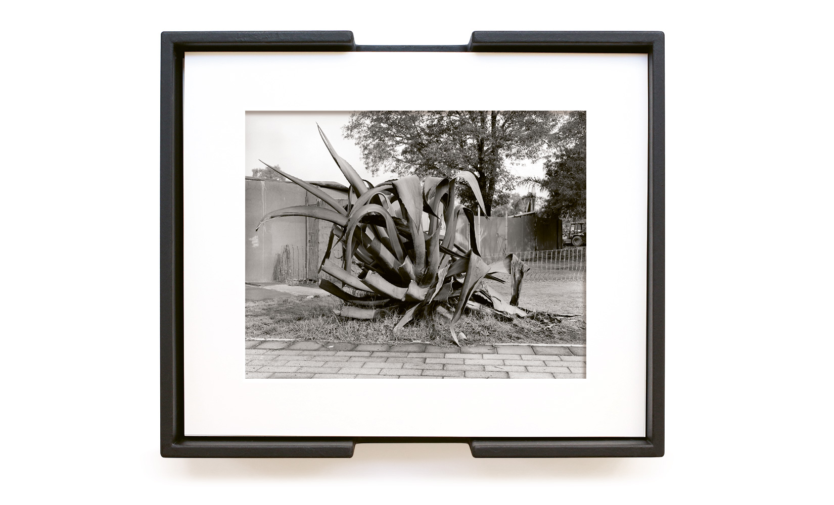 MAGUEY-TOLUCA-STUDIO-OLIVIER-ANDREOTTI-04.jpg