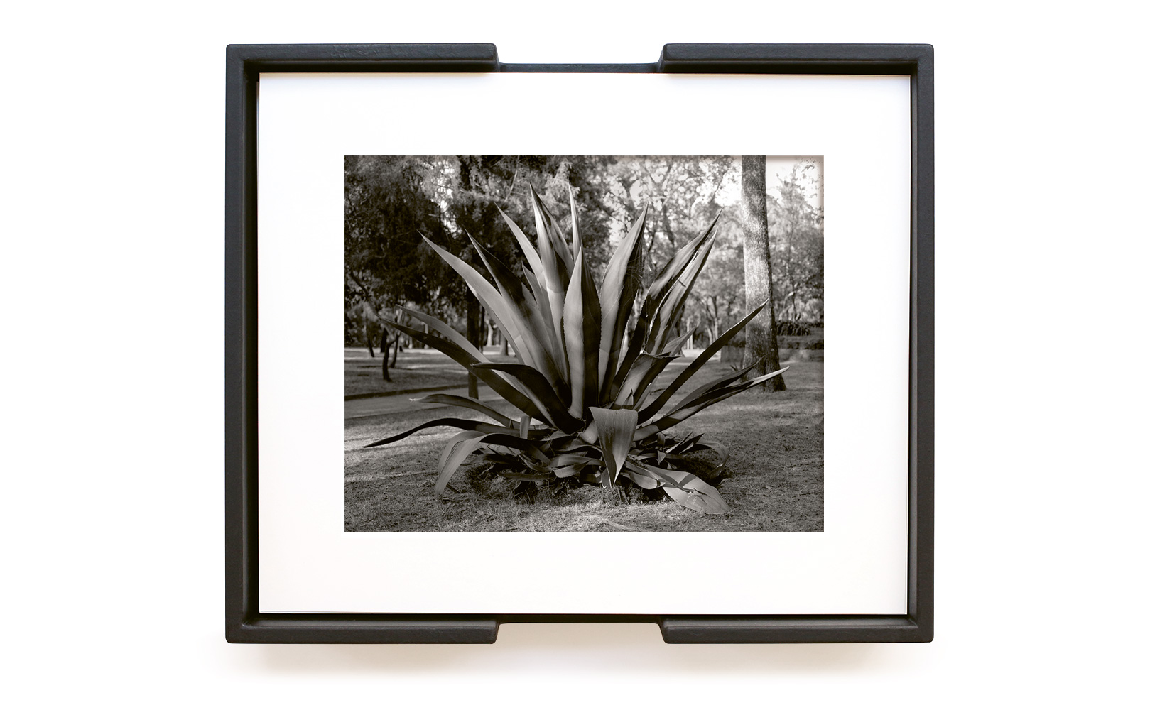 MAGUEY-TOLUCA-STUDIO-OLIVIER-ANDREOTTI-11.jpg