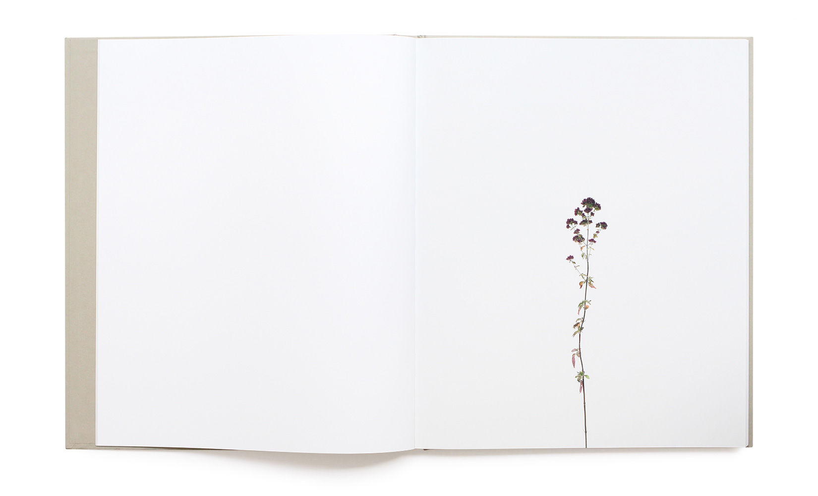 WEB-POITEVIN-FLEUR-VAN-CLEEF-TOLUCA-STUDIO-OLIVIER-ANDREOTTI-10.jpg